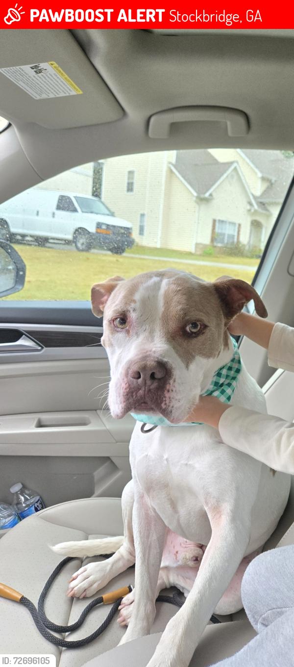 Lost Male Dog last seen Jodeco Rd, Stockbridge, GA 30281