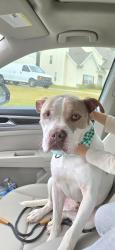 Lost Male Dog last seen Jodeco Rd, Stockbridge, GA 30281