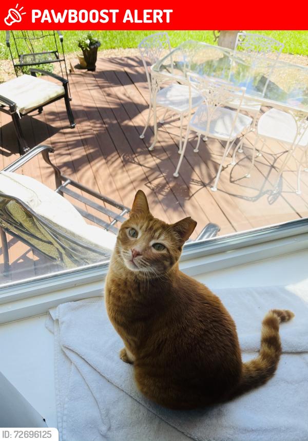 Lost Male Cat last seen Near Cambridge Way , Altamonte Springs, FL 32714