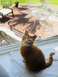 Lost Male Cat last seen Near Cambridge Way , Altamonte Springs, FL 32714