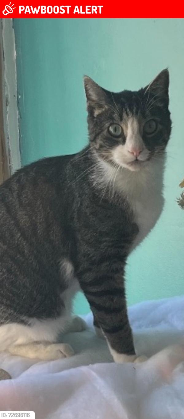Lost Male Cat last seen Champ Doré ,st Antoine area New Brunswick , Paroisse de Sainte-Marie, NB E4S 1V6