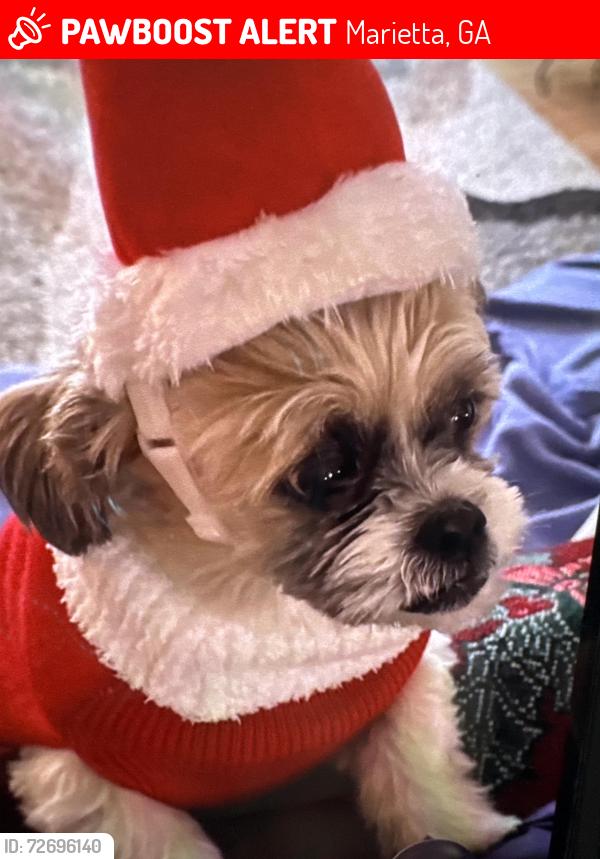 Lost Male Dog last seen Papa cetoz , Marietta, GA 30067