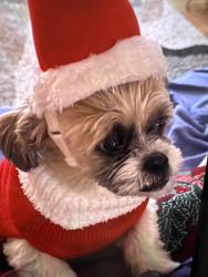 Lost Male Dog last seen Papa cetoz , Marietta, GA 30067