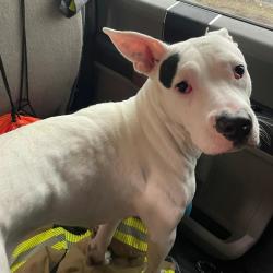 Found/Stray Female Dog last seen Starr-Jaycee Park, Royal Oak, MI 48073