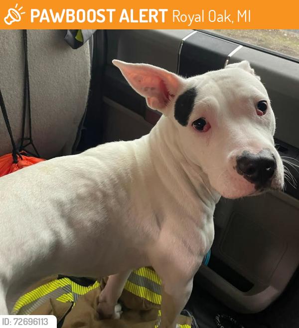 Found/Stray Female Dog last seen Starr-Jaycee Park, Royal Oak, MI 48073