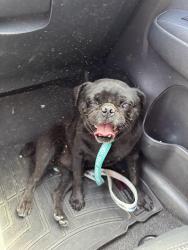Found/Stray Male Dog last seen sun bridge , El Paso, TX 79928