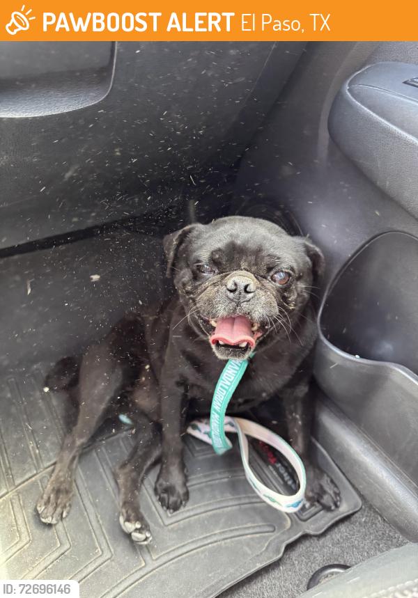 Found/Stray Male Dog last seen sun bridge , El Paso, TX 79928
