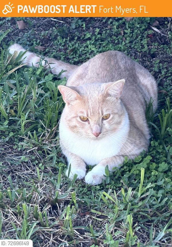 Found/Stray Male Cat last seen Jefferson Park, Fort Myers, FL 33901