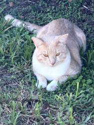Found/Stray Male Cat last seen Jefferson Park, Fort Myers, FL 33901