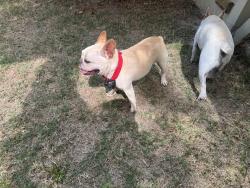 Found/Stray Unknown Dog last seen Rookery , Conroe, TX 77385
