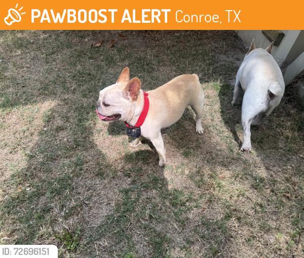Found/Stray Unknown Dog last seen Rookery , Conroe, TX 77385