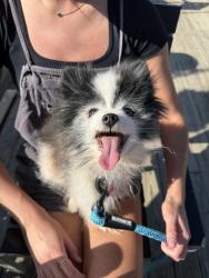 Found/Stray Female Dog last seen Ed’s Tavern, Charlotte, NC 28203
