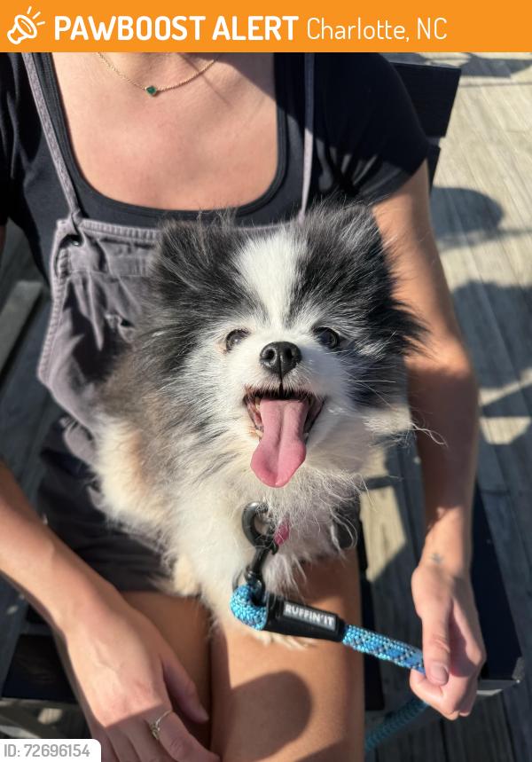 Found/Stray Female Dog last seen Ed’s Tavern, Charlotte, NC 28203