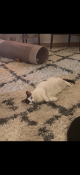 Lost Female Cat last seen Oakland Ave, Charlotte, NC 28204