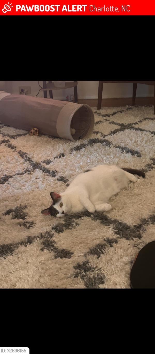 Lost Female Cat last seen Oakland Ave, Charlotte, NC 28204