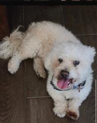 Found/Stray Male Dog last seen Simmons and gowan, North Las Vegas, NV 89032