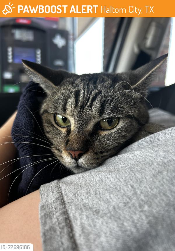 Found/Stray Female Cat last seen Running across denton hwy to racetrac , Haltom City, TX 76148