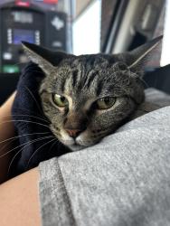 Found/Stray Female Cat last seen Running across denton hwy to racetrac , Haltom City, TX 76148