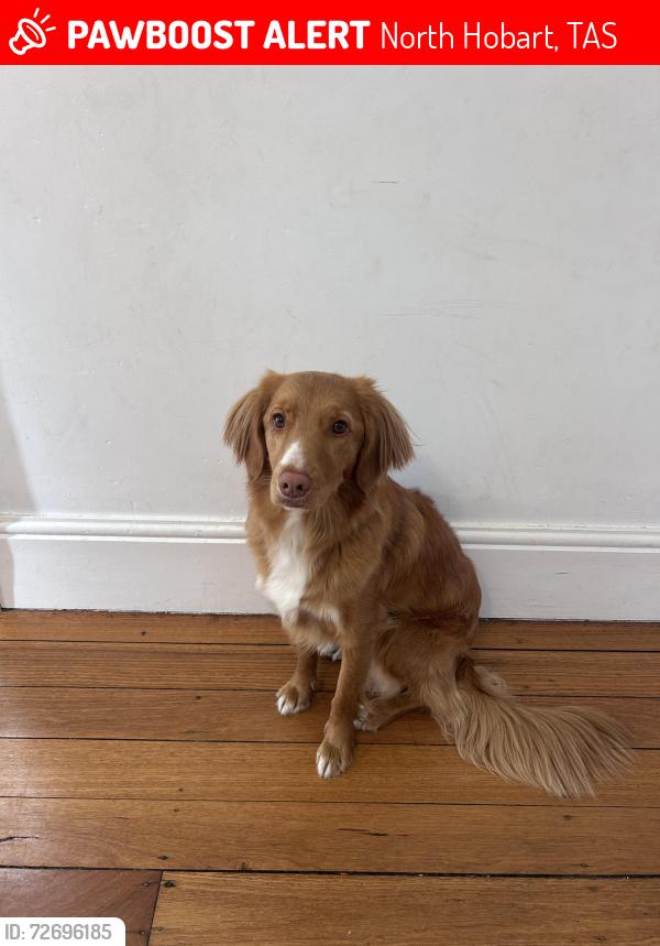 Lost Female Dog last seen Letitia St, North Hobart, TAS 7000
