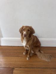 Lost Female Dog last seen Letitia St, North Hobart, TAS 7000