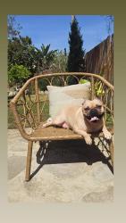 Lost Male Dog last seen Near Eolus Ave , Encinitas, CA 92024