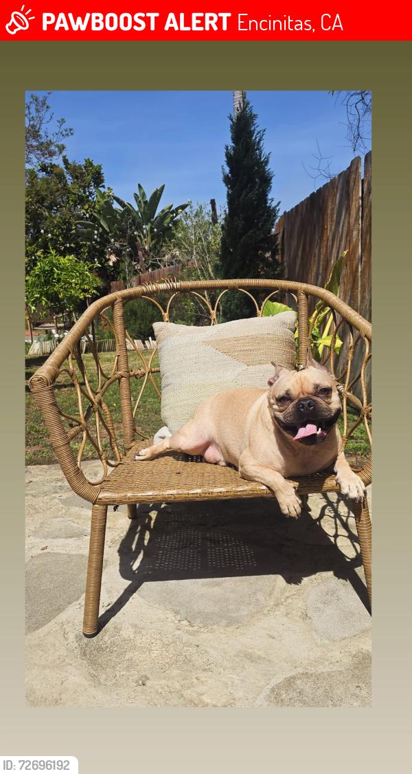 Lost Male Dog last seen Near Eolus Ave , Encinitas, CA 92024