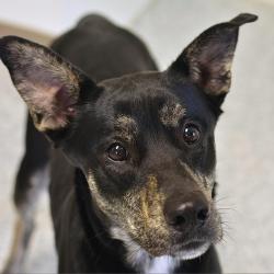 Shelter Stray Male Dog last seen , Ottawa, KS 66067