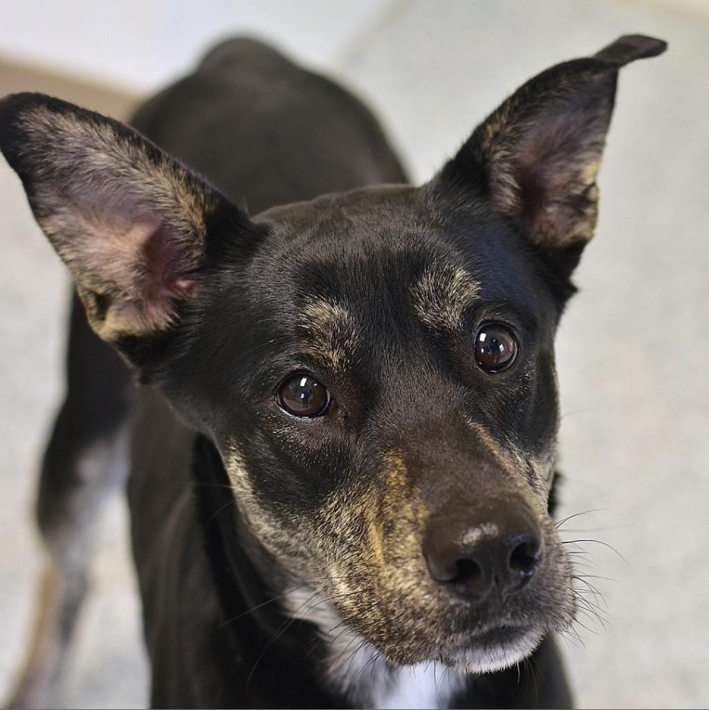 Shelter Stray Male Dog last seen , Ottawa, KS 66067