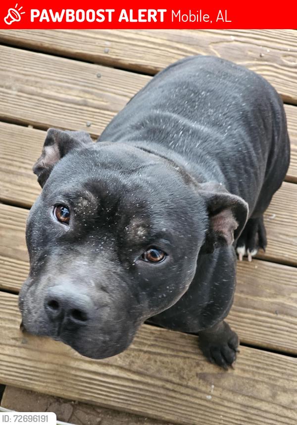 Lost Male Dog last seen Airport & Snow, Mobile, AL 36608