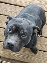 Lost Male Dog last seen Airport & Snow, Mobile, AL 36608