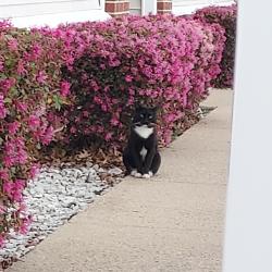 Found/Stray Unknown Cat last seen Near Malibu Palms Dr , Virginia Beach, VA 23452