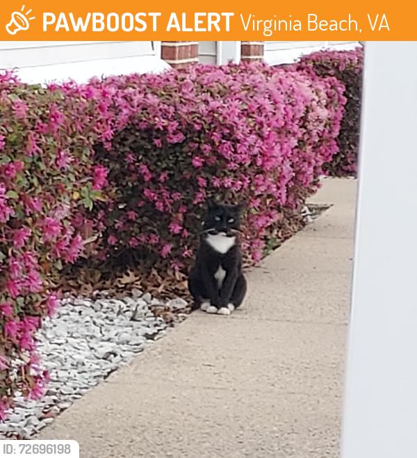 Found/Stray Unknown Cat last seen Near Malibu Palms Dr , Virginia Beach, VA 23452