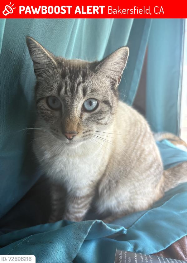 Lost Male Cat last seen Last seen at the Highland View Mobile  Park, Bakersfield, CA 93308