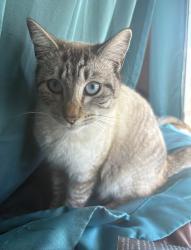 Lost Male Cat last seen Last seen at the Highland View Mobile  Park, Bakersfield, CA 93308