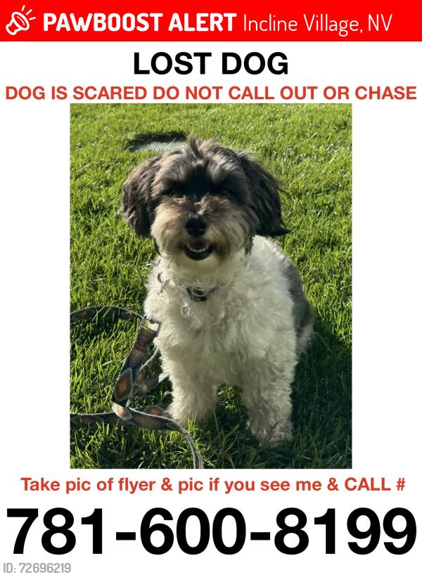Lost Male Dog last seen Alder Ave and Northwood Ave Incline Village Nevada, Incline Village, NV 89451