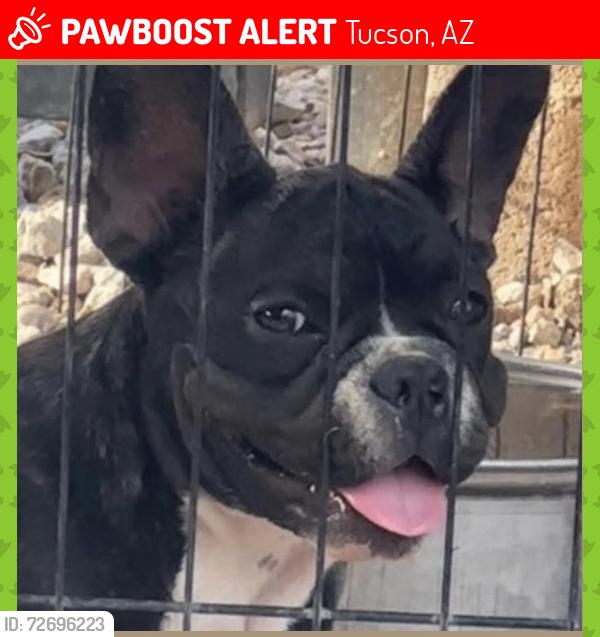Lost Female Dog last seen Campbell and 36th st , Tucson, AZ 85705