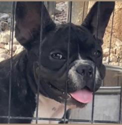 Lost Female Dog last seen Campbell and 36th st , Tucson, AZ 85705
