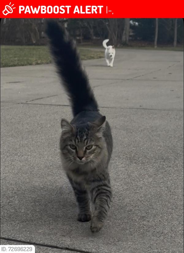 Lost Male Cat last seen Clough bridge and Wilfert bridge , I-275,  45247