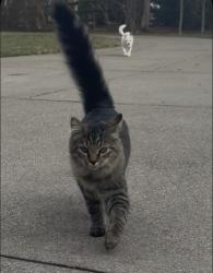 Lost Male Cat last seen Clough bridge and Wilfert bridge , I-275,  45247