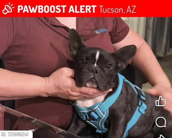 Lost Female Dog last seen 36th st and Campbell , Tucson, AZ 85713