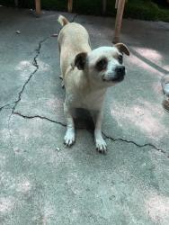Found/Stray Female Dog last seen Wells Avenue & Ash Street Park, Newark, CA 94560