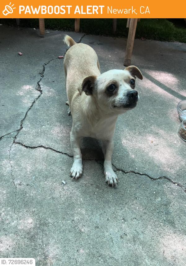 Found/Stray Female Dog last seen Wells Avenue & Ash Street Park, Newark, CA 94560