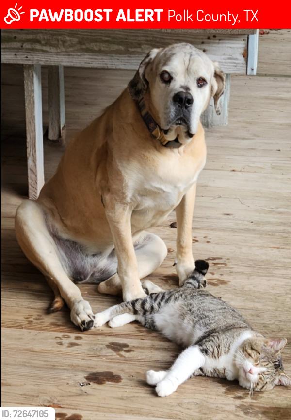 Lost Female Dog last seen Bluewater & Holly Grove off of FM 943 towards Dallardsville, Polk County, TX 77351