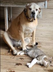 Lost Female Dog last seen Bluewater & Holly Grove off of FM 943 towards Dallardsville, Polk County, TX 77351