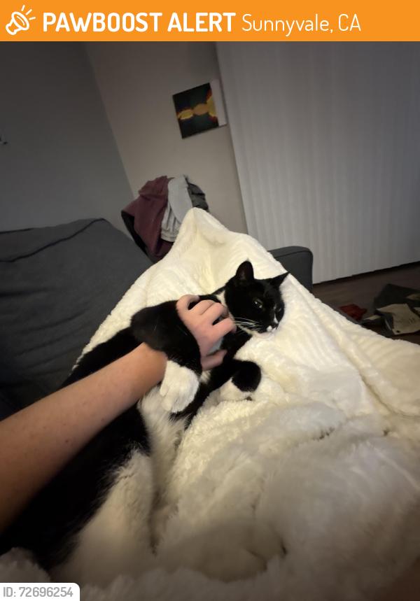 Found/Stray Male Cat last seen Lochinvar and Lawrence Expressway, the Crossings apmts, Sunnyvale, CA 94087