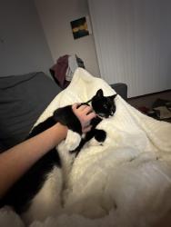 Found/Stray Male Cat last seen Lochinvar and Lawrence Expressway, the Crossings apmts, Sunnyvale, CA 94087