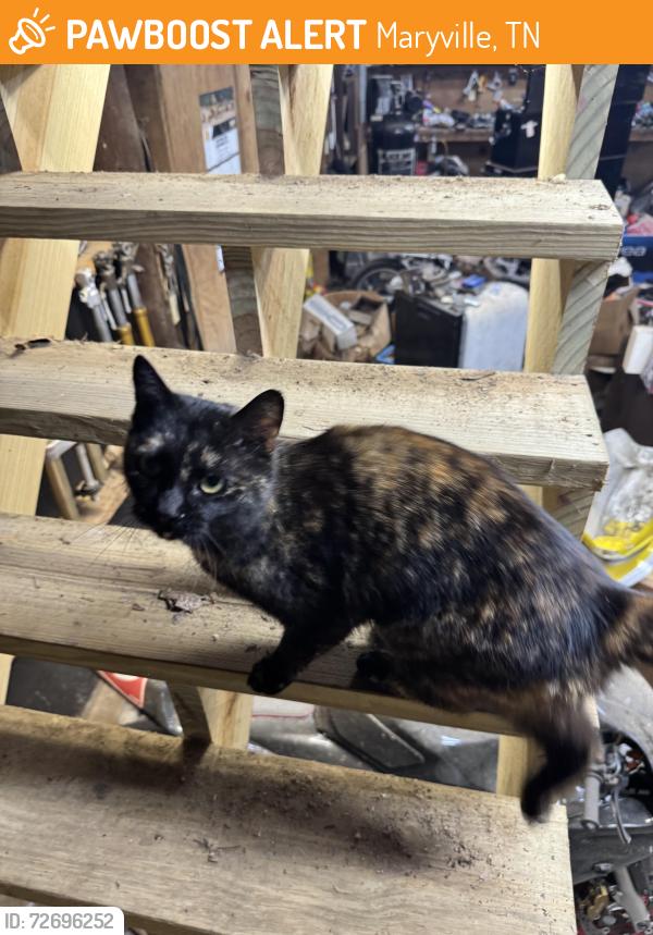 Found/Stray Female Cat last seen Wildwood, Maryville, TN 37804