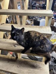 Found/Stray Female Cat last seen Wildwood, Maryville, TN 37804