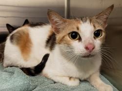 Shelter Stray Female Cat last seen UNKNOWN, Deer Island, FL 32778
