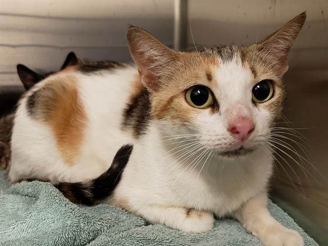 Shelter Stray Female Cat last seen UNKNOWN, 12280 County Rd 448, Tavares, FL 32778, USA